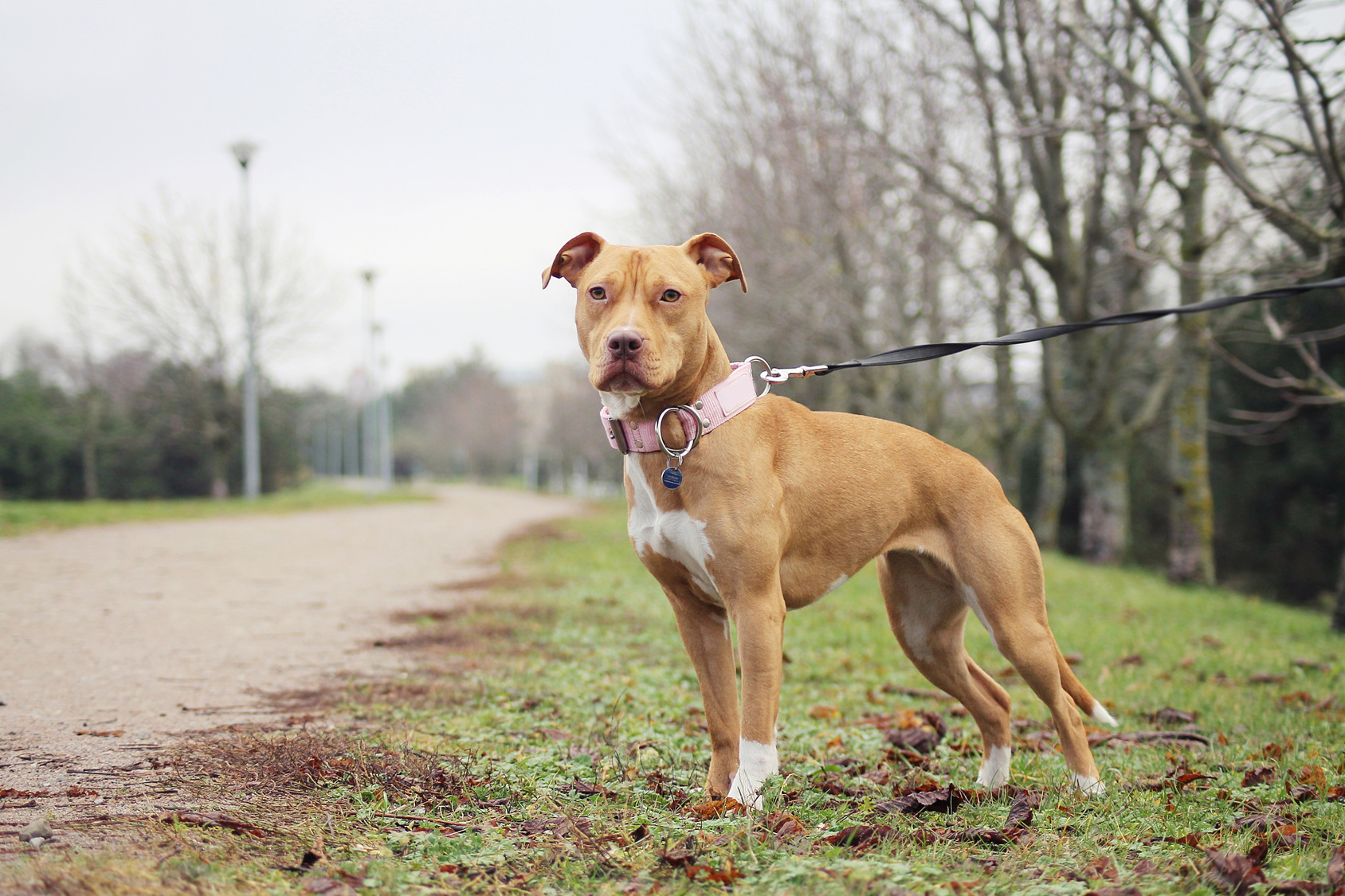 American Pit Bull Terrier Charakter Haltung Pflege Rassebeschreibung