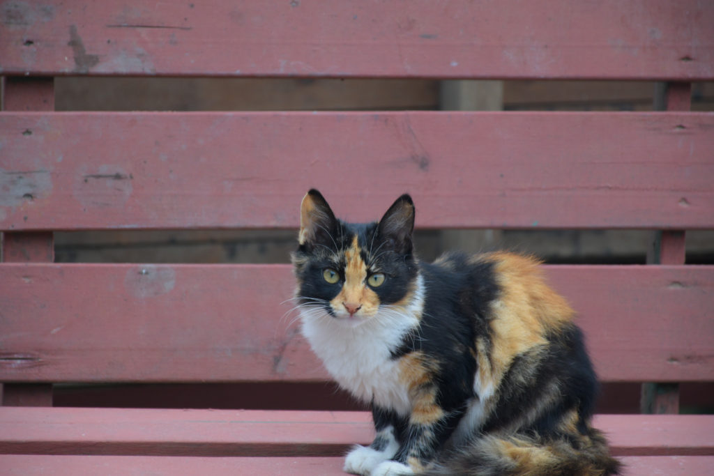 american wirehair dreifarbig