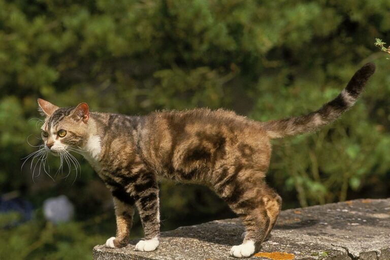 american wirehair katze draussen