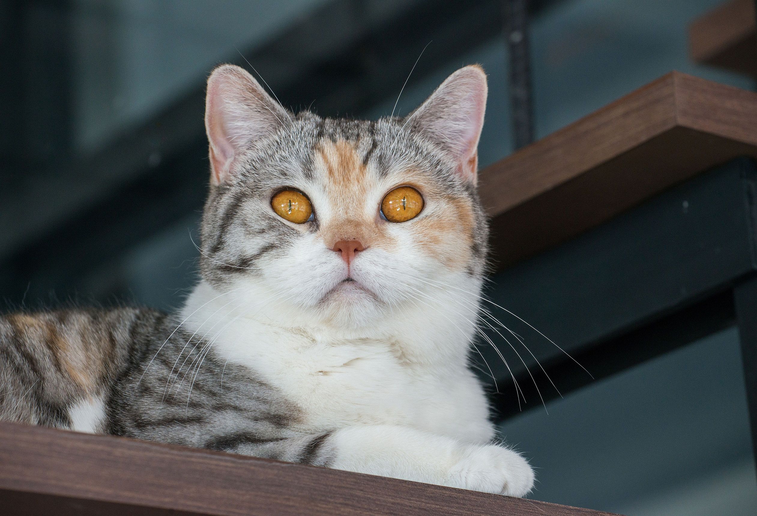 American Wirehair Charakter Haltung Pflege Zooplus Magazin