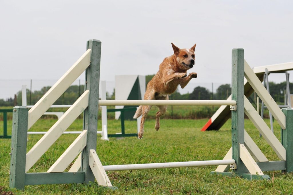 australian cattle dog beim agility
