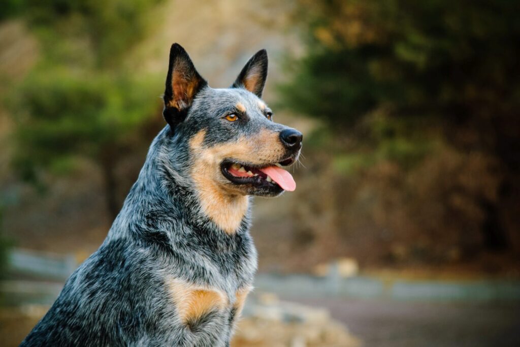 australian heeler im portrait