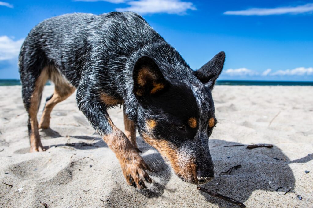 australian cattle dog am strand