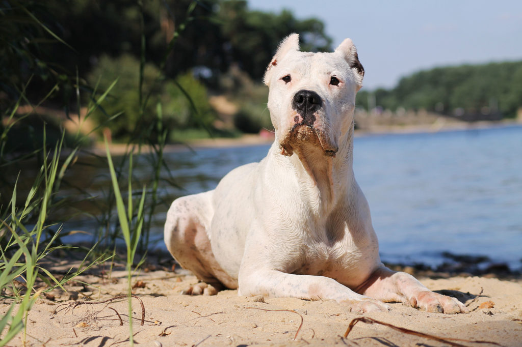 Dogo Argentino Charakter Haltung Pflege Zooplus