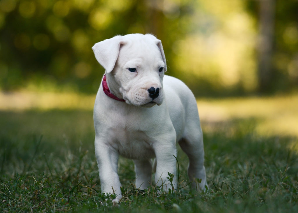 Dogo Argentino Charakter Haltung Pflege Zooplus