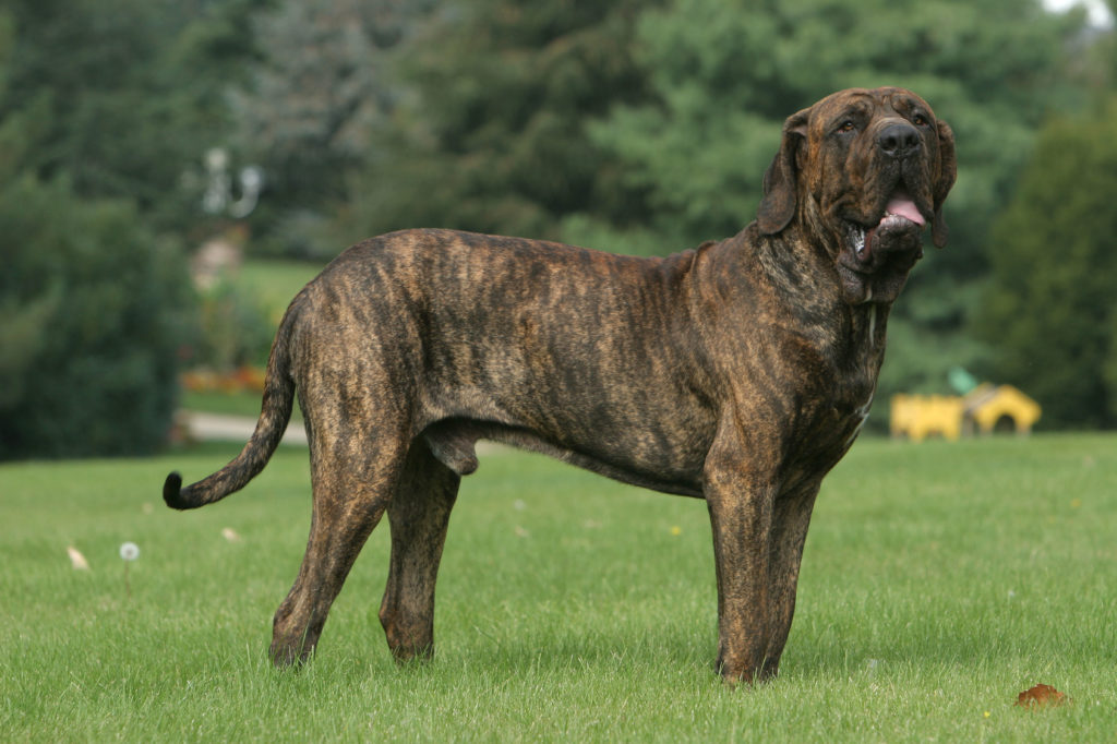 fila brasileiro im grass