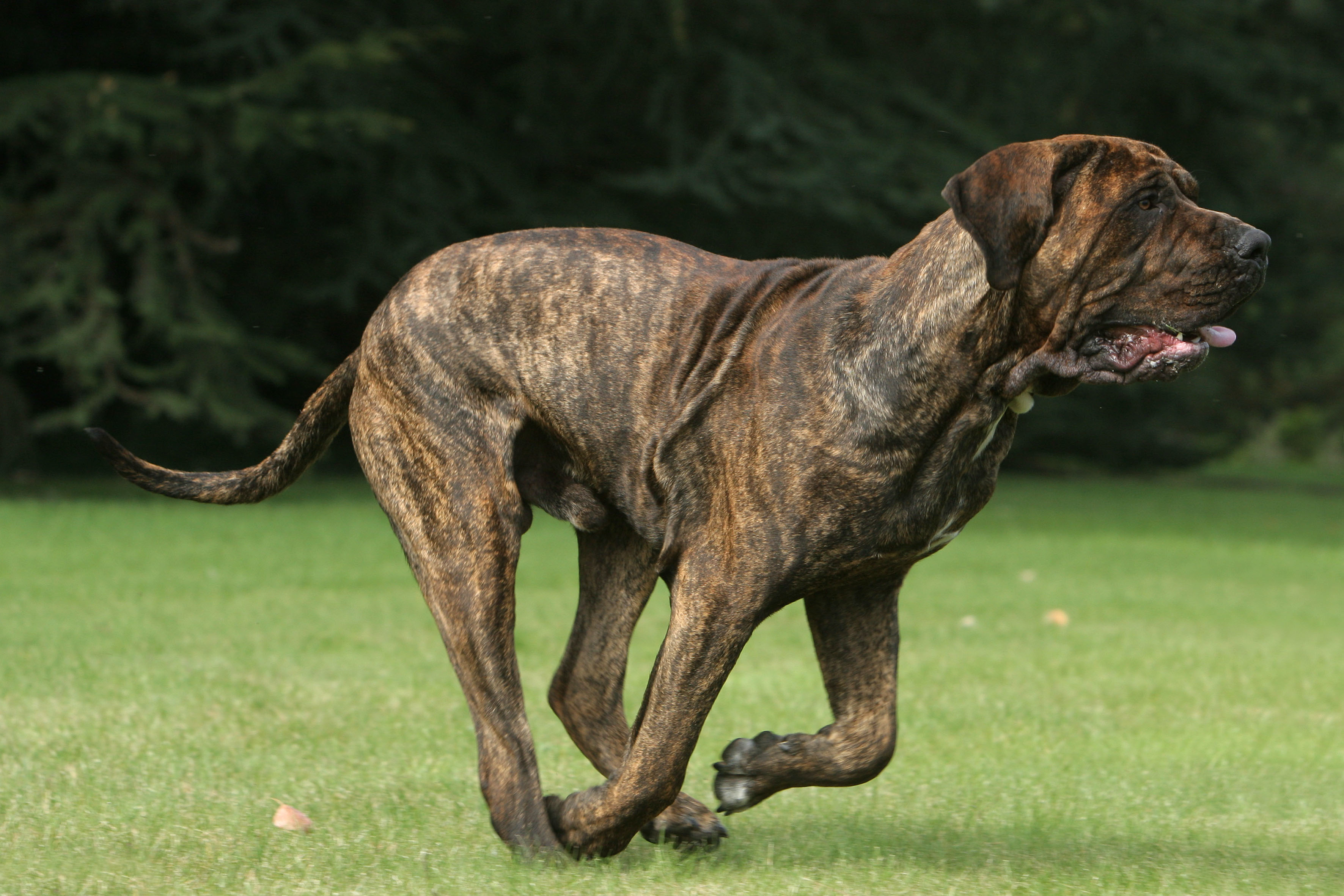 Fila Brasileiro Charakter, Haltung & Pflege | zooplus