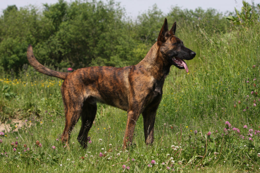 holländischer schäferhund im grass