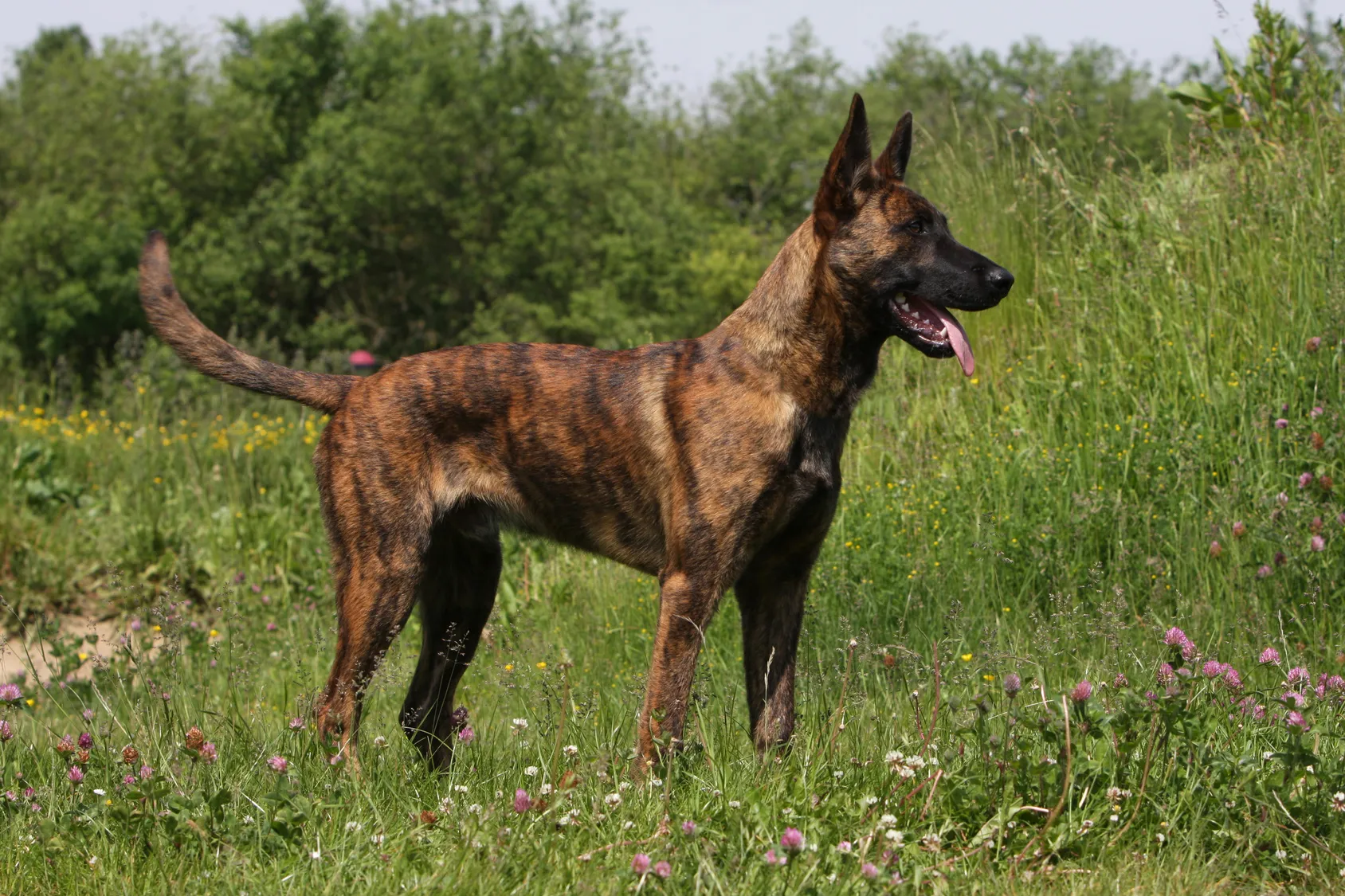 Holländischer Schäferhund Profil