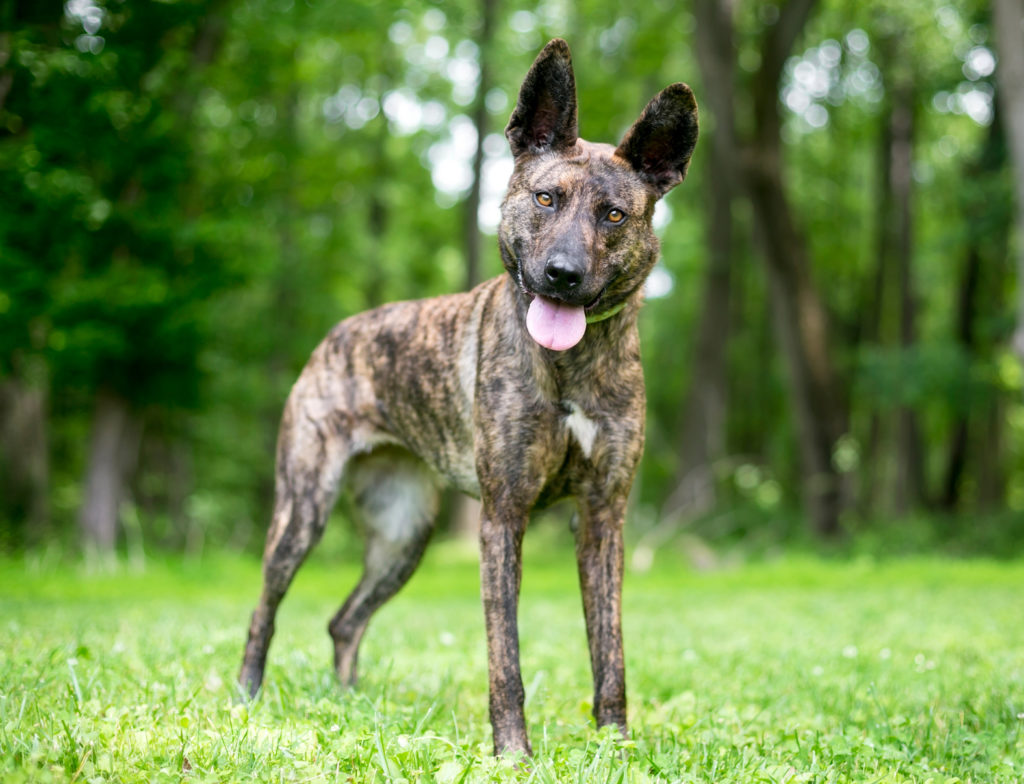 holländischer schäferhund portrait