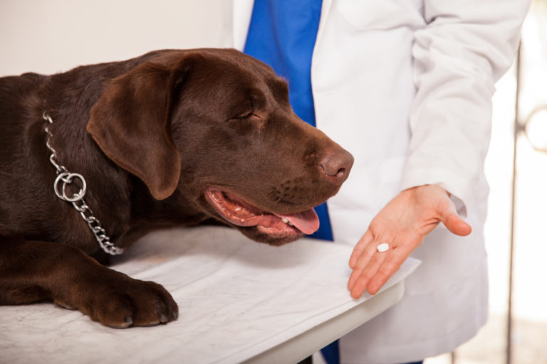 Verhütung bei Hund und Hündin zooplus