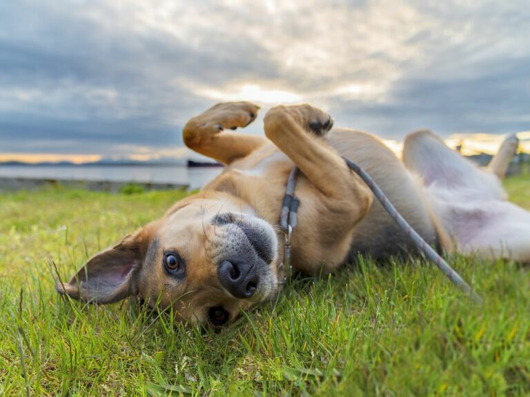 Ein Hund wälzt sich auf einer Wiese