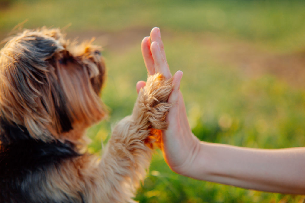 Kastration Beim Hund Soll Ich Meinen Hund Kastrieren Lassen