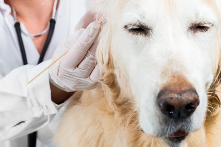 Untersuchung Tierarzt auf Milben beim Hund