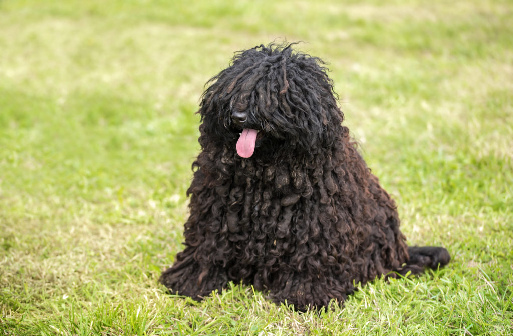 schwarz puli im grass