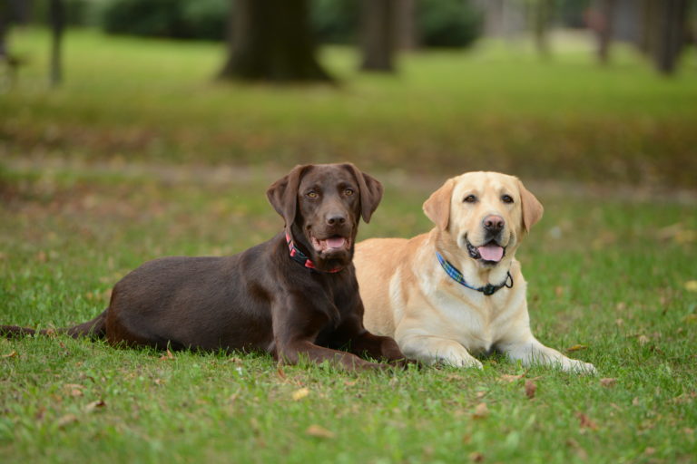 verhütungsmittel hunde