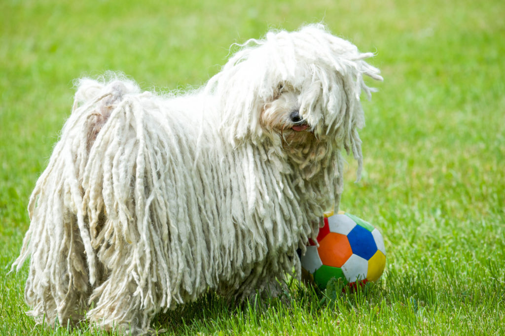 weiß puli spielt mit ball