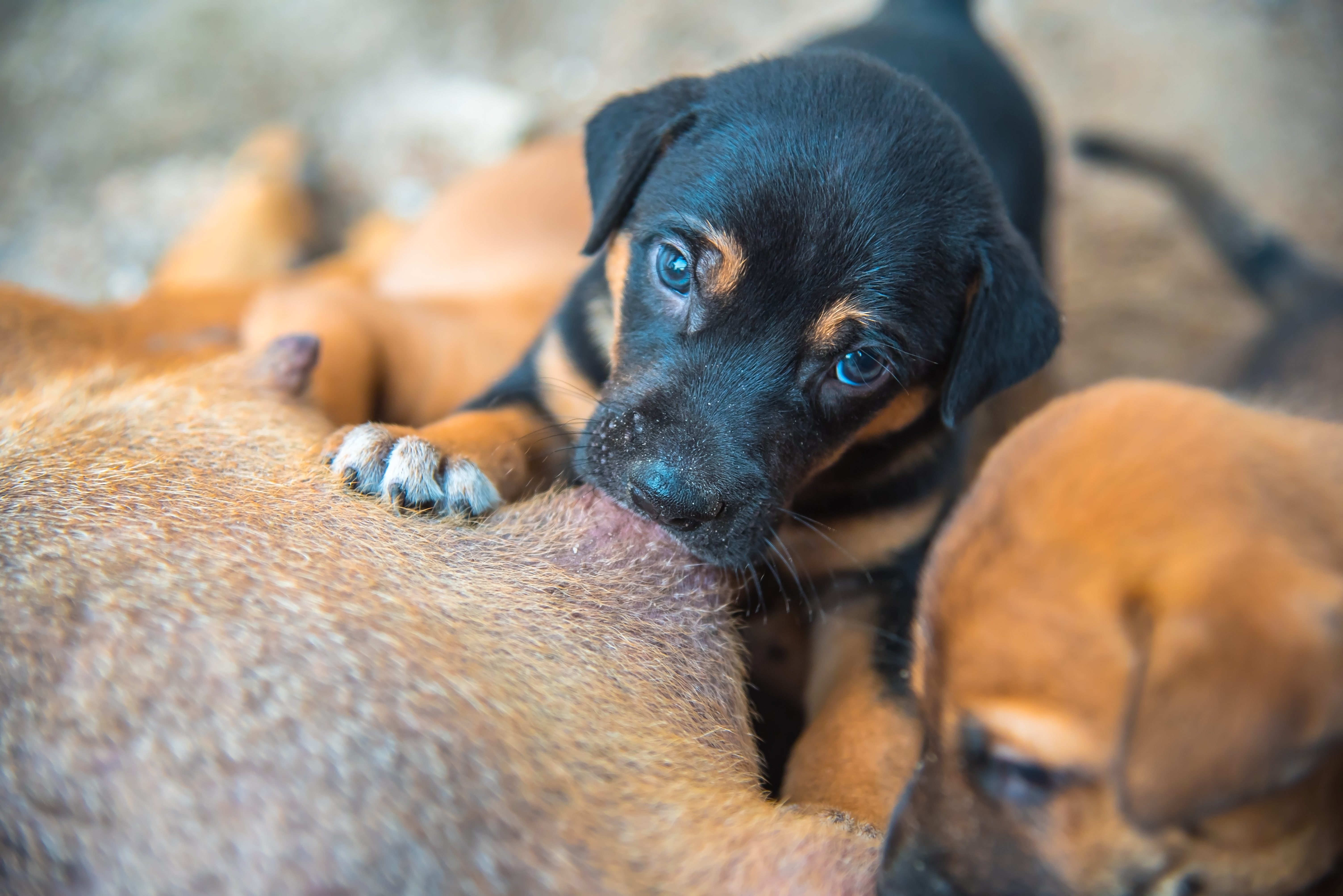 Kind hund bekommt frau von Diese Frau