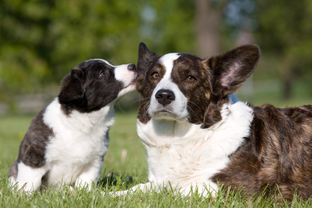 welsh corgi cardigan mutter mit welpe