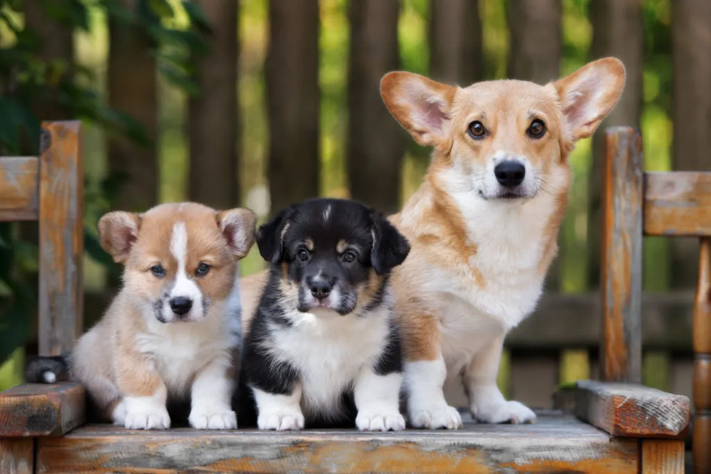 Welsh Corgi Pembroke Welpen