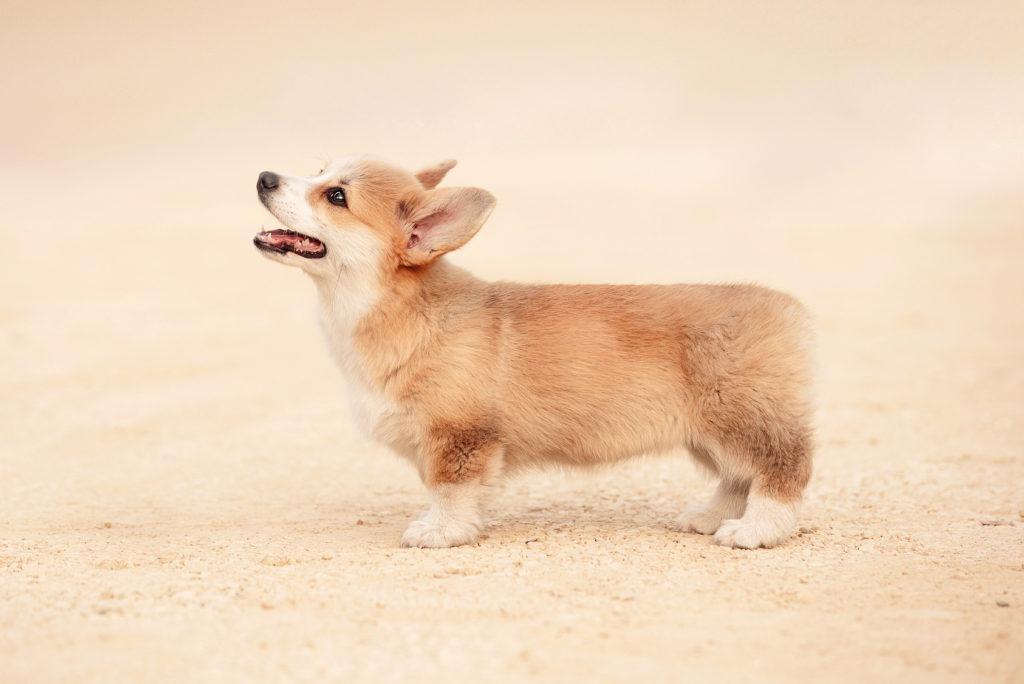 Welsh Corgi Pembroke Charakter Haltung Pflege Rassebeschreibung