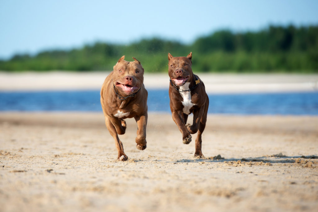 American Pit Bull Terrier Charakter Haltung Pflege Rassebeschreibung