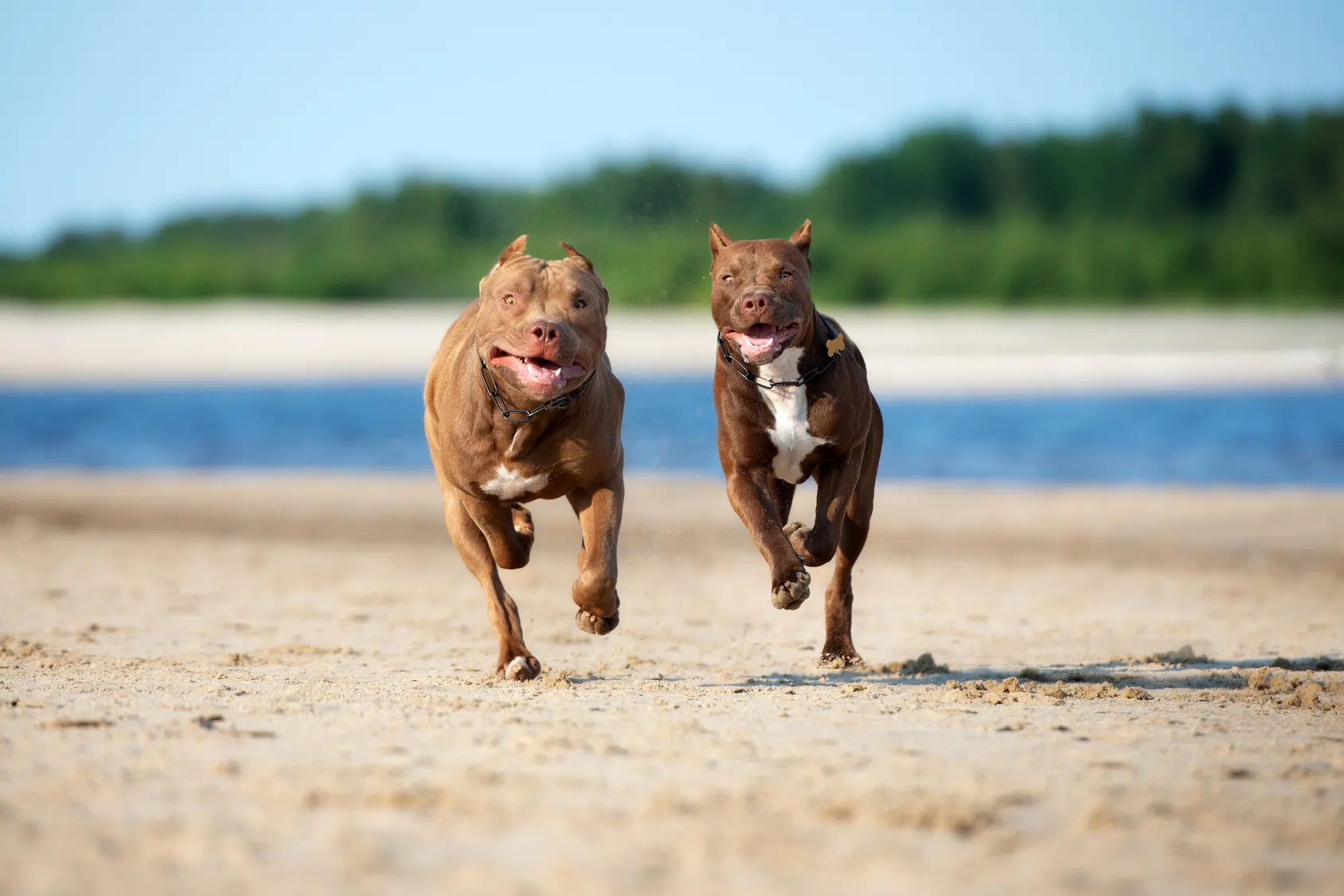 zwei american pit bull terrier meer