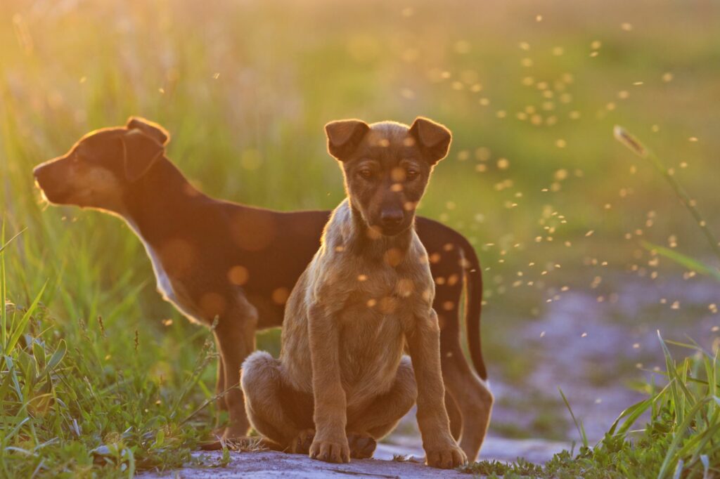 Leishmaniose beim Hund Symptome, Ursachen & Behandlung zooplus