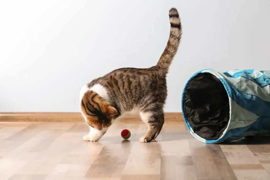 Eine s&uuml;&szlig;e, lustige Katze, die zu Hause spielt