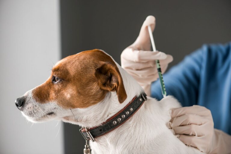 Impfungen beim Hund