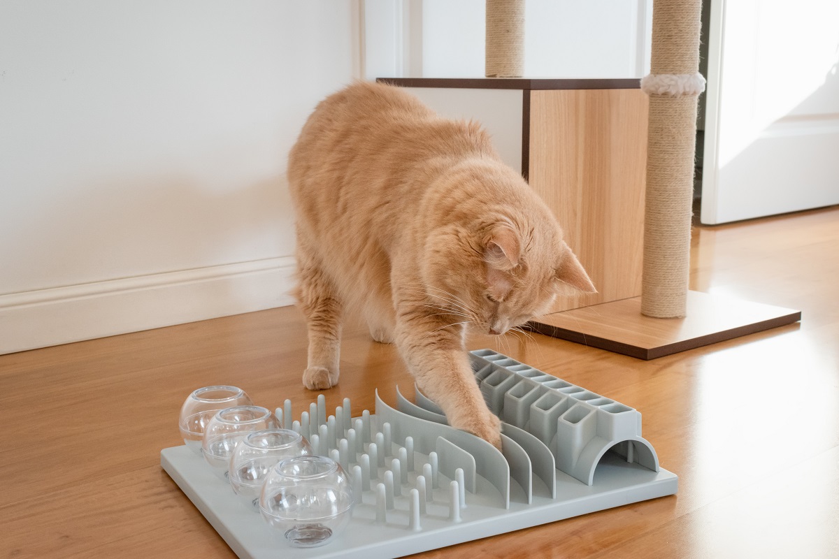 Katze beschäftigen Intelligenzspielzeug