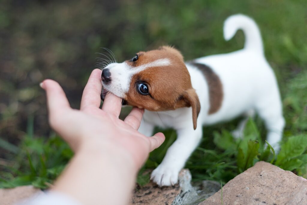 Ein Jack Russell Terrier Welpe beißt spielerisch in die Finger Welpe beißt in Hand