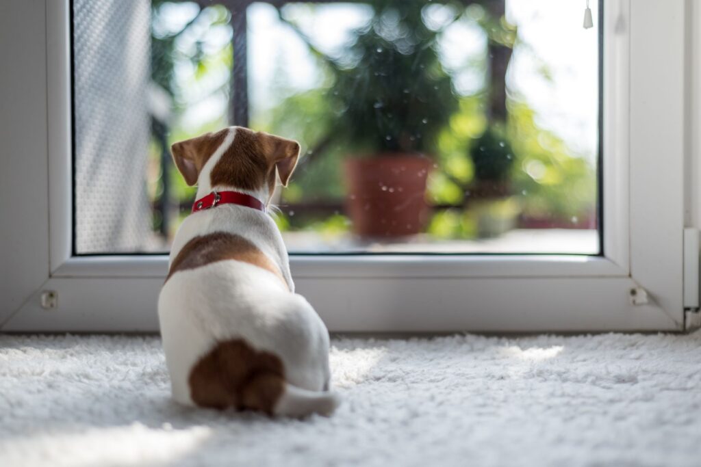 Jack Russel Terrier sitzt alleine vor der Terrassentür Jack Russell Terriere alleine