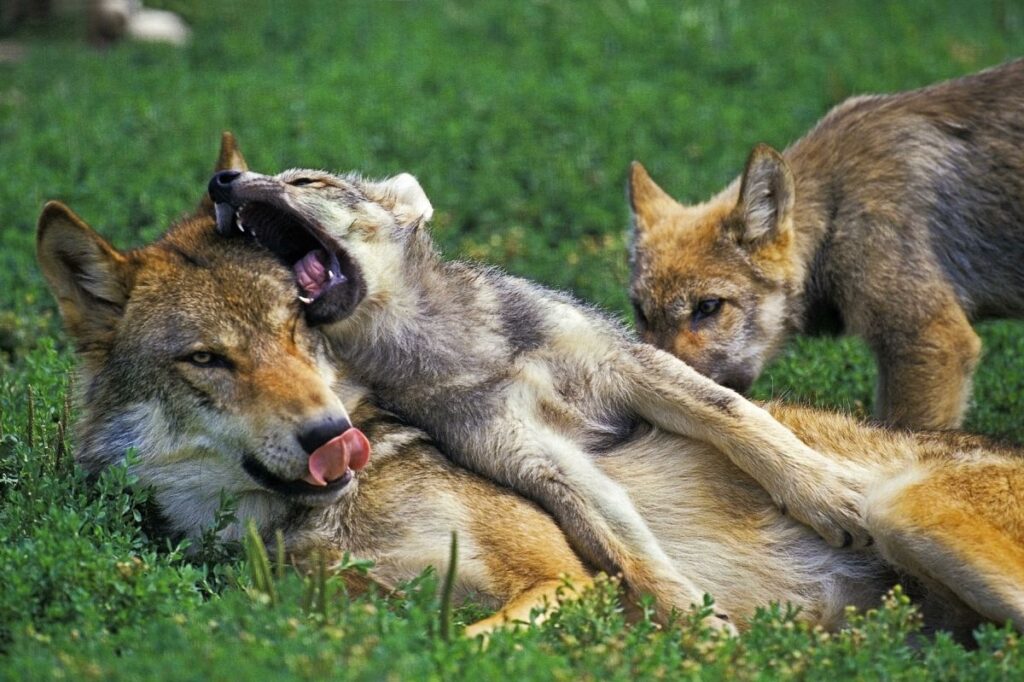 Wolfswelpen mit Mutter