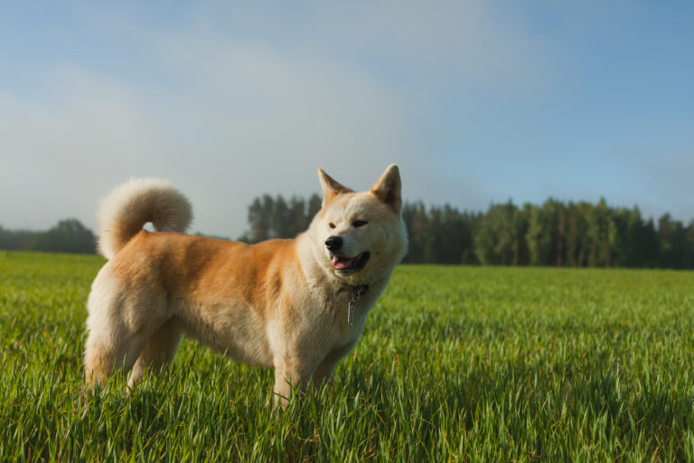 akita inu hund im gras