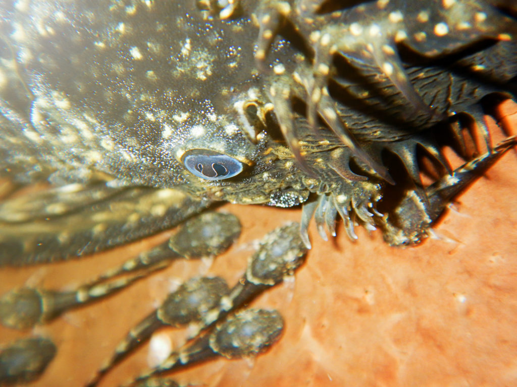 Weißer Antennenwels, Ancistrus sp. Weiß Tiere Zierfische Welse Antennenwelse