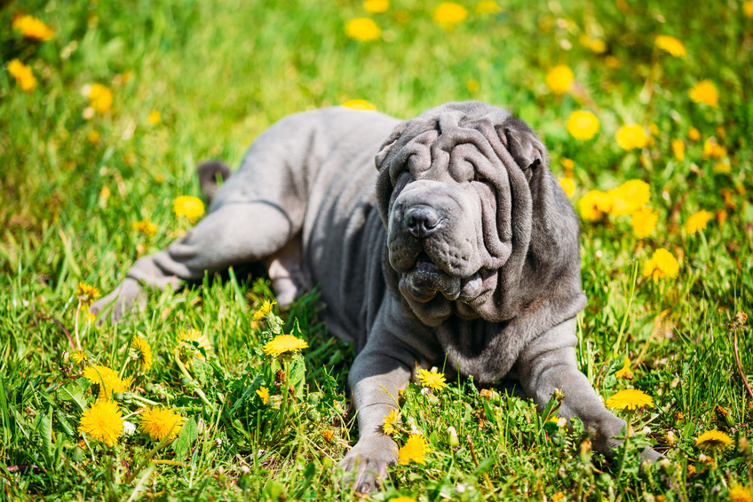 blue shar pei im grass