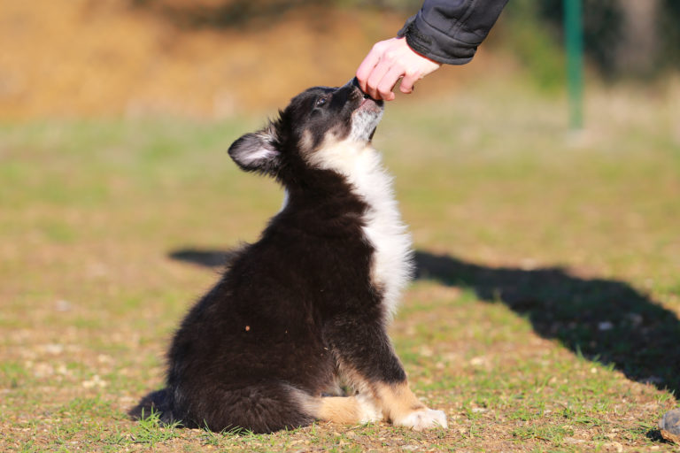 border collie welpe welpenschule