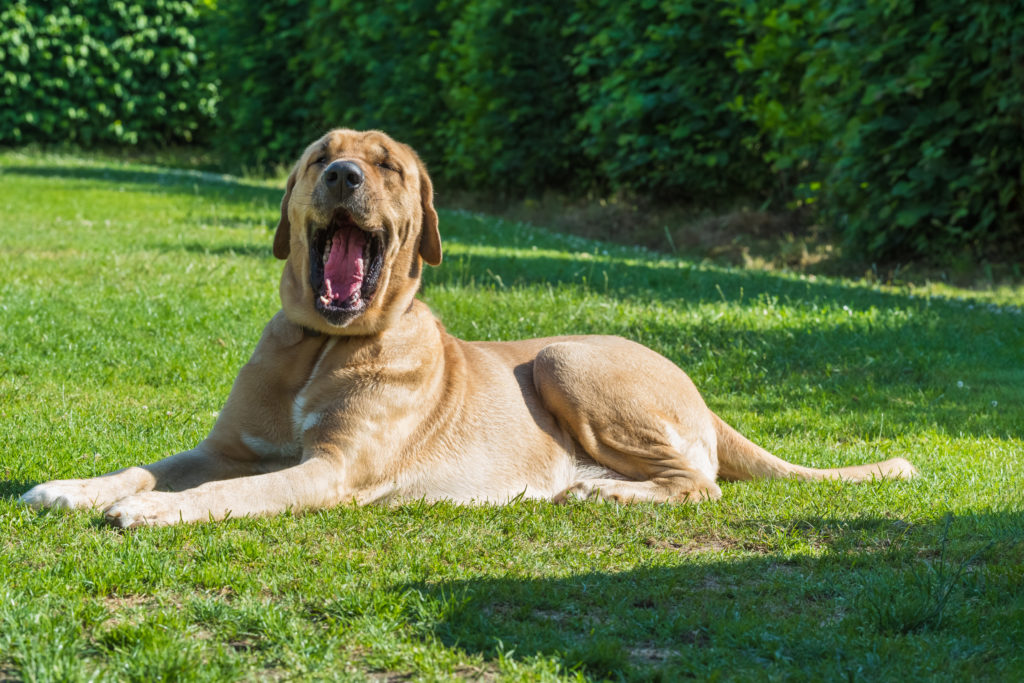 Broholmer Charakter Haltung Pflege Hund Rassebeschreibung