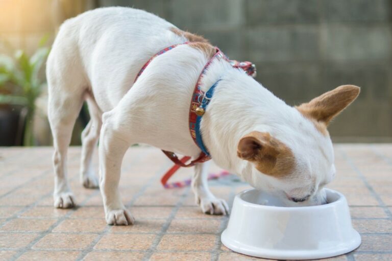 Chihuahua dog eating food Chihuahua frisst.