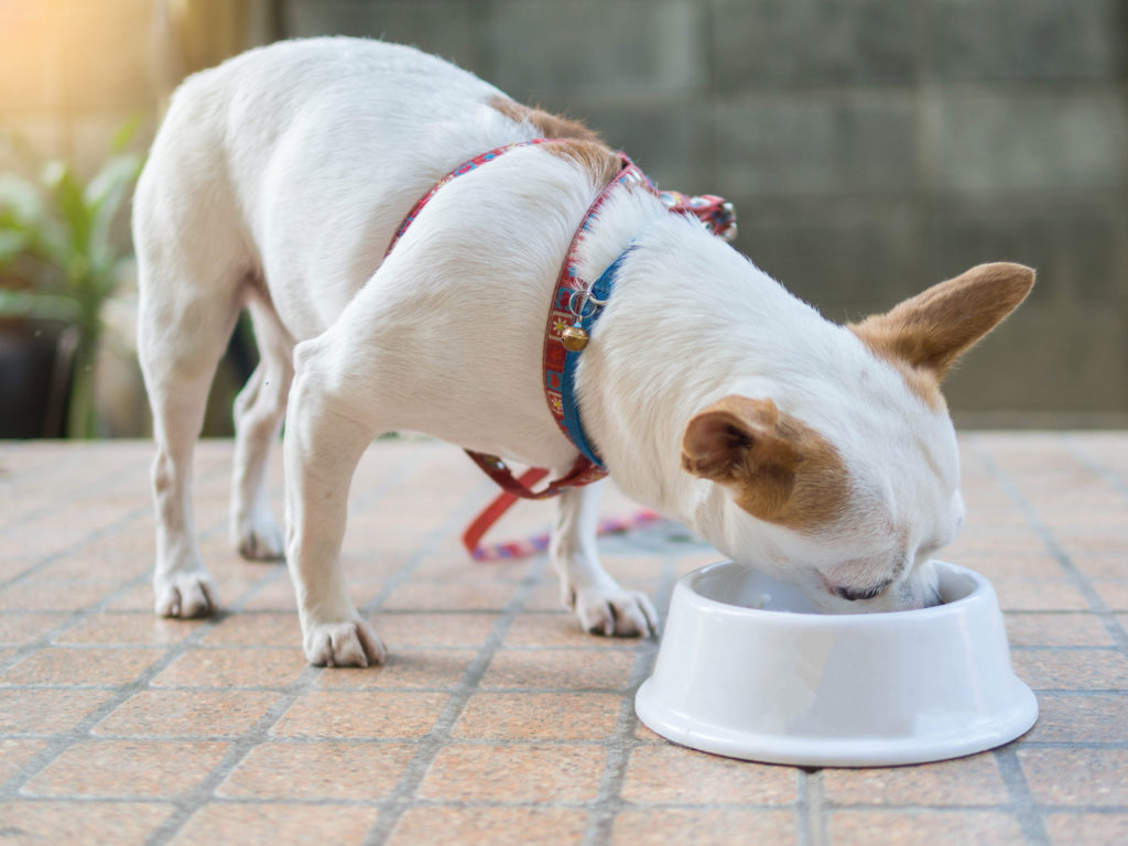 Chihuahua Ernährung : welches Futter ist das beste? | zooplus