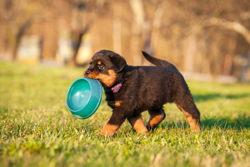 Rottweiler-Welpe mit Futternapf