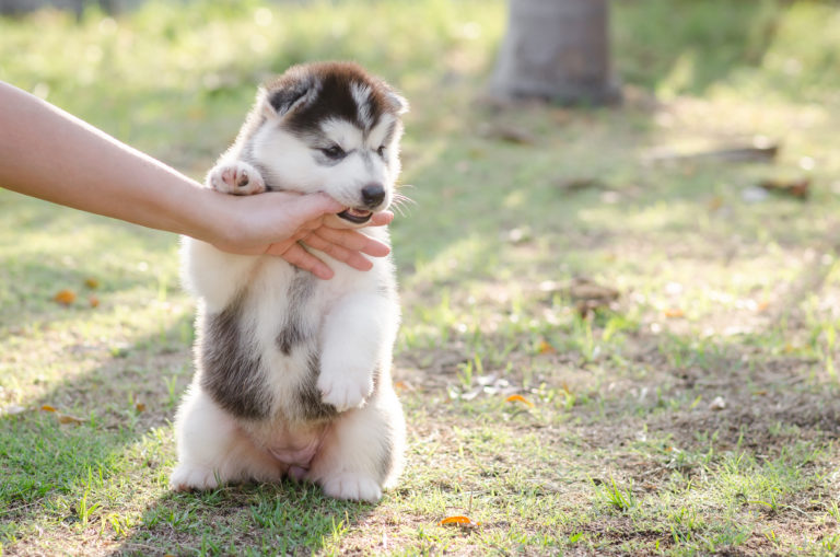 Husky Welpe beißt Mensch in die Hand