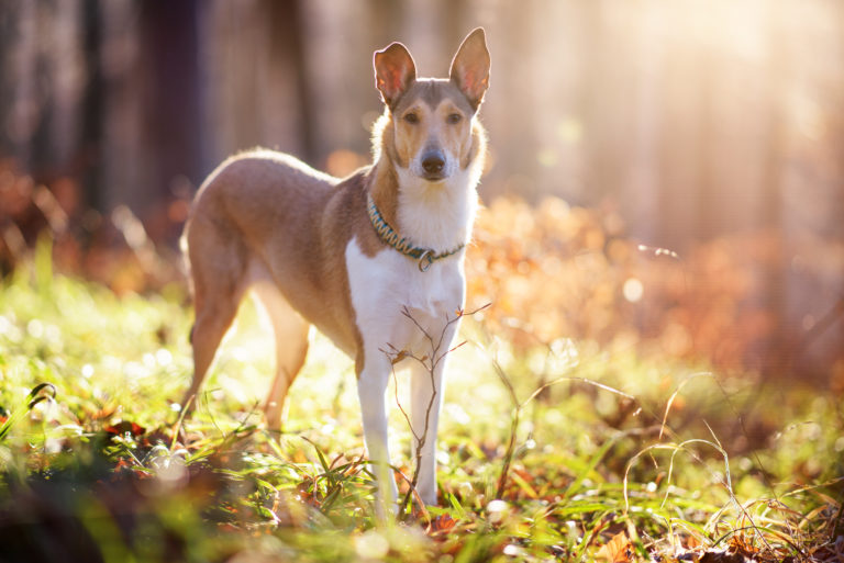 Kurzhaarcollie steht im Wald auf einer sonnigen Lichtung