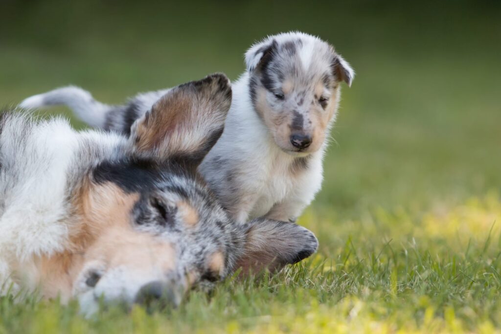 blue merle kurzhaarcollie huendin mit welpe