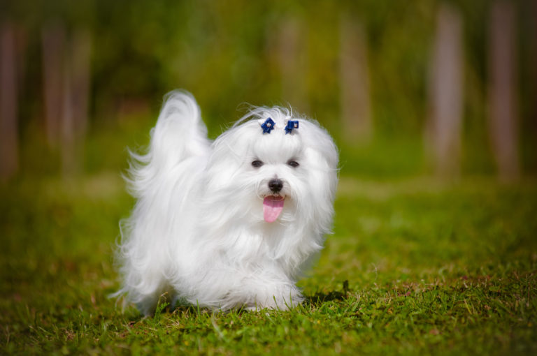 Malteser Hund mit blauer Schleife auf dem Kopf