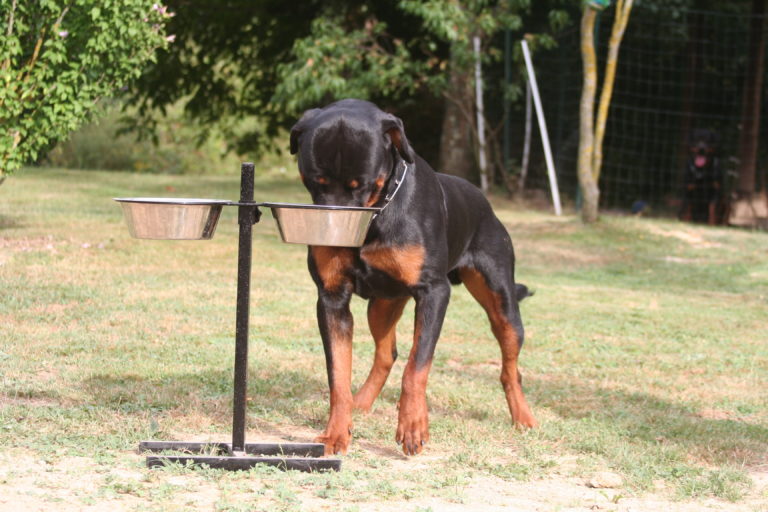 rottweiler ernährung