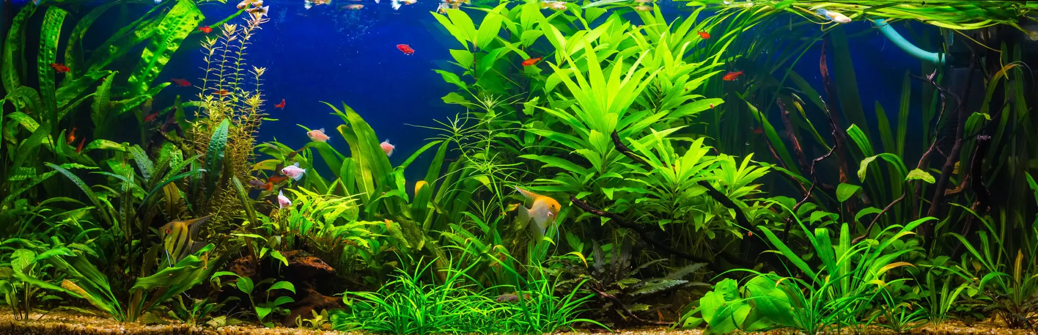 süßwasserfische