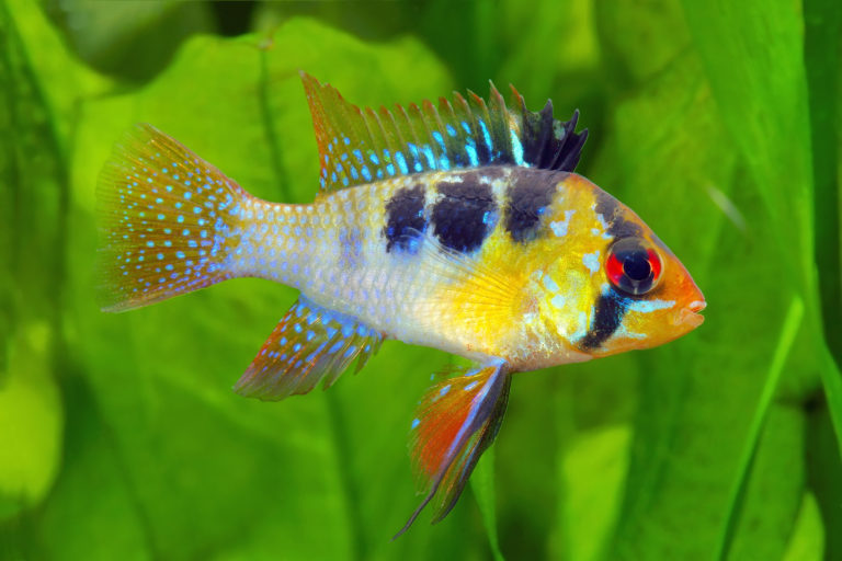 schmetterlingsbuntbarsch im aquarium