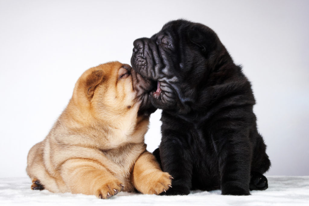 schwarz und rot shar pei welpen